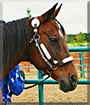 Geronimo the Paint/Quarter Horse