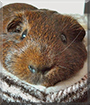 Sonic the Guinea Pig