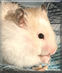 Mystic the Syrian Hamster