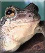 Sticky the Grey Tree Frog