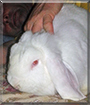Spirit the Dwarf Lop Rabbit