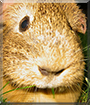 Honey the Smooth Guinea Pig