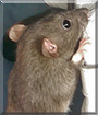Tusk the Fancy Rat