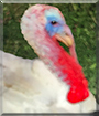 Snowy the Domestic Turkey