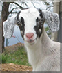 Huckleberry Finn the Alpine/Nubian goat