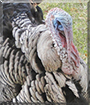 Floyd the Narragansette turkey