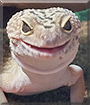 Lizzy the Leopard Gecko