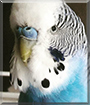 Tanjiro the Budgerigar