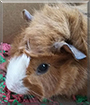 Ginger Snap the Guinea Pig