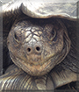 Leroy the African Spurred Tortoise