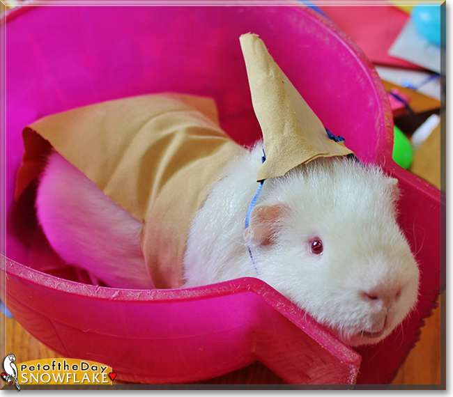 Ginger the Domestic shorthair