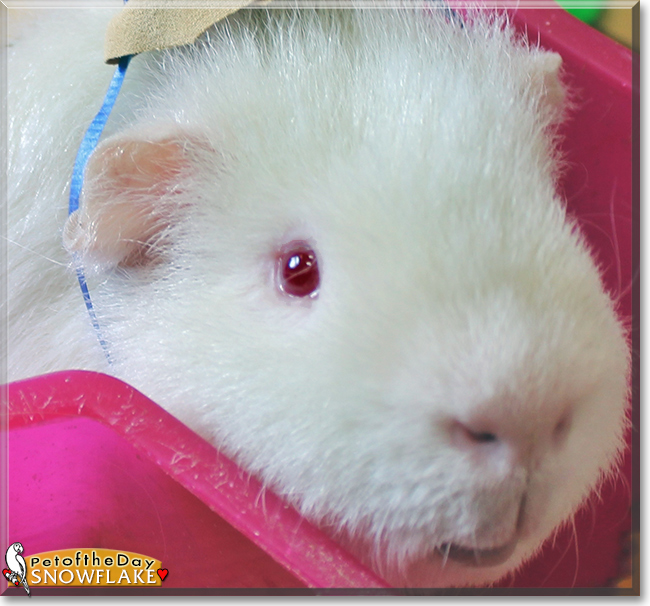 Ginger the Domestic shorthair