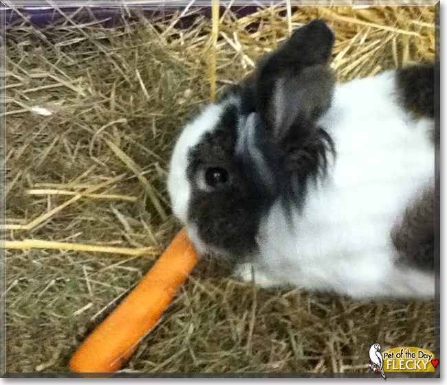 Flecky the Rabbit, the Pet of the Day