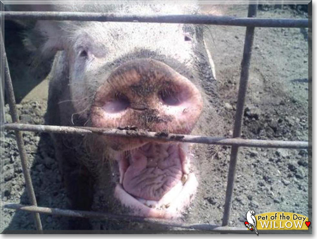 Willow the Yorkshire Pig, the Pet of the Day