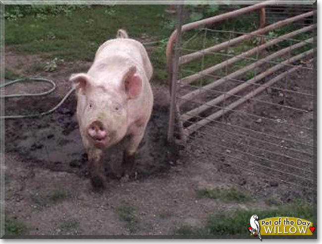 Willow the Yorkshire Pig, the Pet of the Day