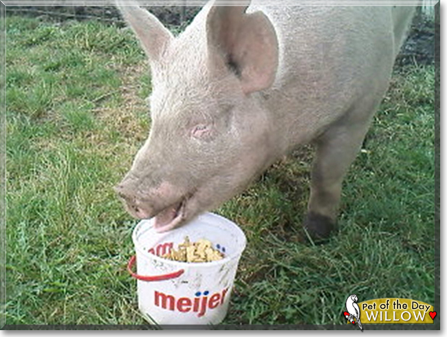 Willow the Yorkshire Pig, the Pet of the Day