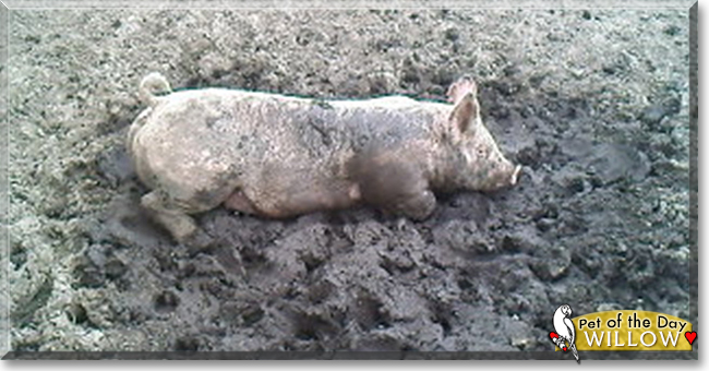Willow the Yorkshire Pig, the Pet of the Day