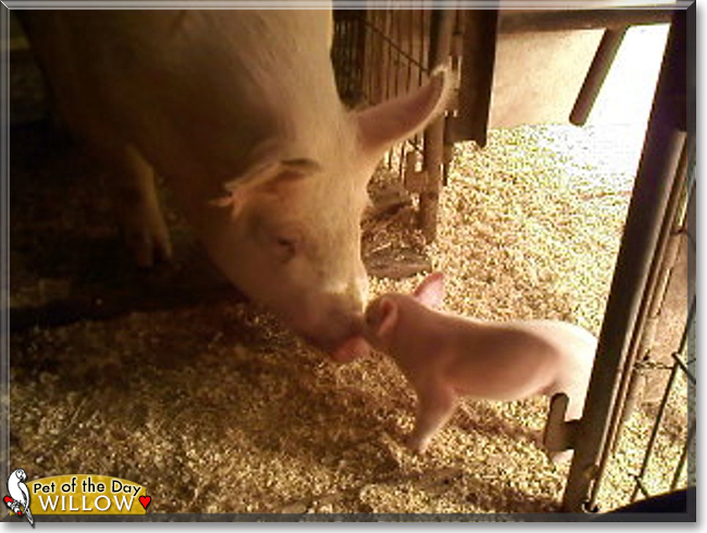Willow the Yorkshire Pig, the Pet of the Day