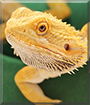 Shane the Bearded Dragon