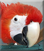 Walter the Scarlet Macaw