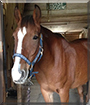 Reno the Mustang