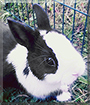 Bunny the Widder Rabbit