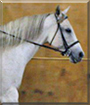 Fancy Pants the American Quarter Horse