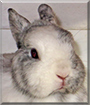 Molly the Dwarf Rabbit