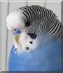 James the Budgerigar