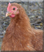 Donna the Silkied Red Cochin Bantam