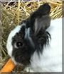 Flecky the Rabbit