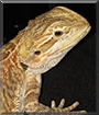 Dany the Bearded Dragon