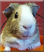 Captain Pancake the American Guinea Pig