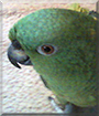Simone the Yellow Naped Amazon