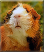 Lorelay the Abyssinian Guinea Pig