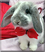 Dr. Hopenheimer the Mini Lop Rabbit
