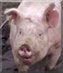 Willow the Yorkshire Pig