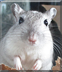 Strawberry the Gerbil