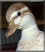 Crash the Butterscotch Call Duck