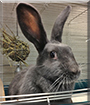 Mimzy the Rabbit