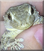 Sandy the Wall Gecko