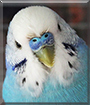 Toad the Budgerigar