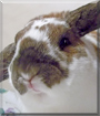 Coco the Rabbit