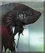 Nick the Crowntail Betta Fish
