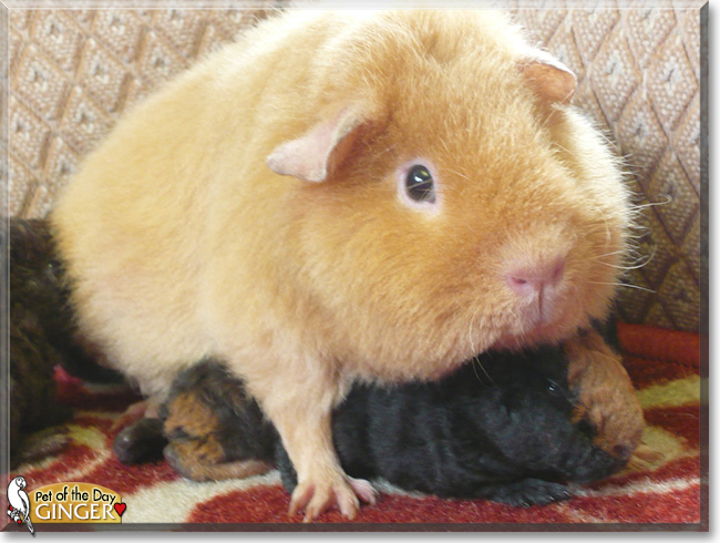Ginger - Teddy Guinea Pig - September 25, 2016