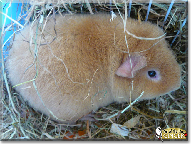Ginger the Teddy Guinea Pig, the Pet of the Day