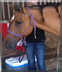 Buck the Spanish Mustang mix