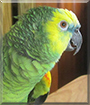 Amy the Blue Fronted Amazon Parrot