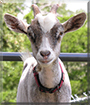 April the Nigerian Dwarf Goat
