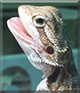 Skewt the Bearded Dragon